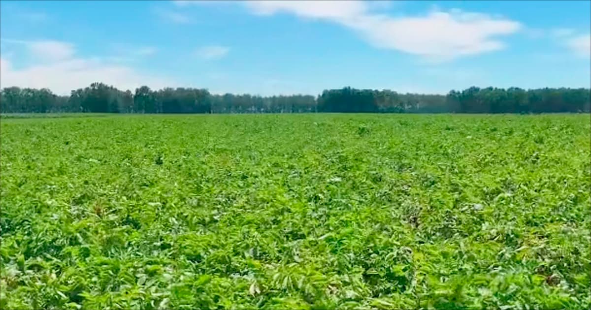 🌱じゃがいも畑に季節の変化がやってきました🌱